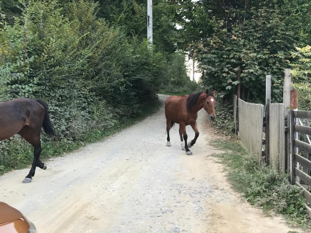 Casutele Doftanei Séjour chez l'habitant Teşila